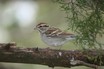 Chipping Sparrow