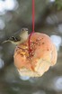 Hutton's Vireo