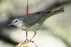 Warbling Vireo