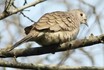 Inca Dove
