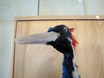 Ivory-billed Woodpecker