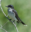 Eastern Kingbird
