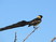 Eastern Paradise-Whydah