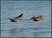 Brown Pelican
