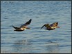 Brown Pelican