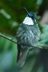 White-bellied Mountain-gem