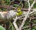 Collared Redstart