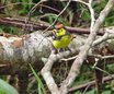 Collared Redstart
