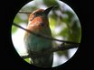 Broad-billed Motmot