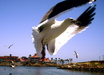 California Gull