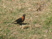 Rufous-collared Robin