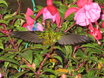 White-eared Hummingbird