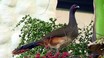 West Mexican Chachalaca