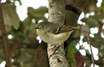 Ruby-crowned Kinglet