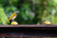 Black-headed Saltator