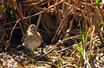 Wilson's Snipe