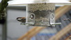 Chestnut-backed Chickadee