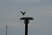 returning to the nest.
05/20/2009