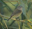Philadelphia Vireo