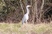 Gray Heron