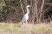 Gray Heron