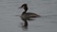Great Crested Grebe