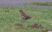 Song Thrush