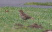 Song Thrush