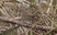 Dunnock