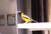 Troupial,Aruba 4/18/2009