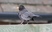 Eurasian Blackbird
