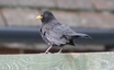 Eurasian Blackbird
