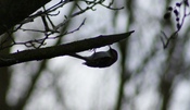 Eurasian Treecreeper