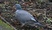 Common Wood-Pigeon