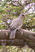Bare-eyed Pigeon