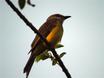 Yellow-green Tyrannulet