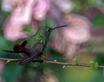 Rufous-tailed Hummingbird