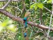 Turquoise-browed Motmot