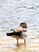 Egyptian Goose