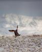 Long-billed Curlew