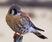 American Kestrel
