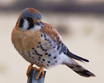 American Kestrel