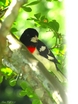 Rose-breasted Grosbeak