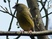 European Greenfinch