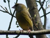 European Greenfinch