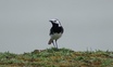 White Wagtail