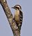 Brown-capped Woodpecker