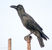 Large-billed Crow Large-billed Crow