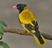 Black-hooded Oriole