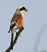 Bay-backed Shrike